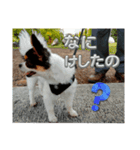 シャイニーの日常スタンプ2（個別スタンプ：4）