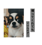 シャイニーの日常スタンプ2（個別スタンプ：5）