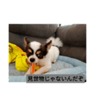 シャイニーの日常スタンプ2（個別スタンプ：6）