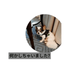 シャイニーの日常スタンプ2（個別スタンプ：7）