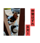 シャイニーの日常スタンプ2（個別スタンプ：8）