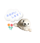 あざらしのおうちゃん 日常（個別スタンプ：2）