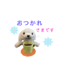 あざらしのおうちゃん 日常（個別スタンプ：4）