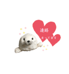 あざらしのおうちゃん 日常（個別スタンプ：7）