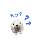 あざらしのおうちゃん 日常（個別スタンプ：14）