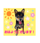黒柴の茶茶ちゃん❤️（個別スタンプ：1）