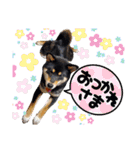 黒柴の茶茶ちゃん❤️（個別スタンプ：9）