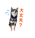黒柴の茶茶ちゃん❤️（個別スタンプ：25）
