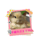さがわペットファミリー（個別スタンプ：1）