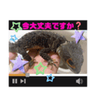 さがわペットファミリー（個別スタンプ：9）