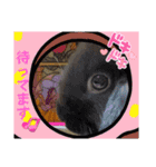 さがわペットファミリー（個別スタンプ：11）