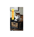 もしもし猫さん（個別スタンプ：6）