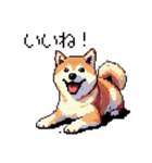 日常 ドット絵 柴犬 40種 しばけん（個別スタンプ：1）