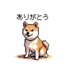 日常 ドット絵 柴犬 40種 しばけん（個別スタンプ：3）