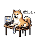 日常 ドット絵 柴犬 40種 しばけん（個別スタンプ：4）