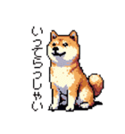 日常 ドット絵 柴犬 40種 しばけん（個別スタンプ：5）