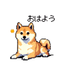 日常 ドット絵 柴犬 40種 しばけん（個別スタンプ：7）