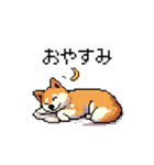 日常 ドット絵 柴犬 40種 しばけん（個別スタンプ：8）