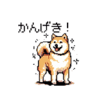 日常 ドット絵 柴犬 40種 しばけん（個別スタンプ：9）