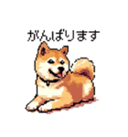 日常 ドット絵 柴犬 40種 しばけん（個別スタンプ：10）