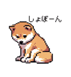 日常 ドット絵 柴犬 40種 しばけん（個別スタンプ：11）