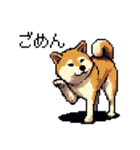 日常 ドット絵 柴犬 40種 しばけん（個別スタンプ：12）