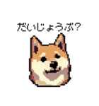 日常 ドット絵 柴犬 40種 しばけん（個別スタンプ：13）