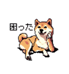 日常 ドット絵 柴犬 40種 しばけん（個別スタンプ：14）