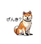 日常 ドット絵 柴犬 40種 しばけん（個別スタンプ：15）