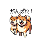 日常 ドット絵 柴犬 40種 しばけん（個別スタンプ：18）