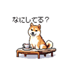 日常 ドット絵 柴犬 40種 しばけん（個別スタンプ：19）