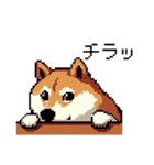 日常 ドット絵 柴犬 40種 しばけん（個別スタンプ：20）