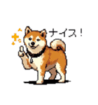 日常 ドット絵 柴犬 40種 しばけん（個別スタンプ：21）