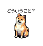 日常 ドット絵 柴犬 40種 しばけん（個別スタンプ：22）