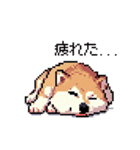 日常 ドット絵 柴犬 40種 しばけん（個別スタンプ：23）