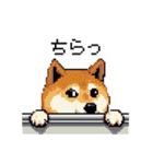 日常 ドット絵 柴犬 40種 しばけん（個別スタンプ：24）