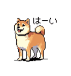 日常 ドット絵 柴犬 40種 しばけん（個別スタンプ：26）