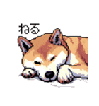 日常 ドット絵 柴犬 40種 しばけん（個別スタンプ：27）