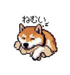 日常 ドット絵 柴犬 40種 しばけん（個別スタンプ：28）