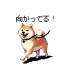 日常 ドット絵 柴犬 40種 しばけん（個別スタンプ：30）