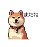 日常 ドット絵 柴犬 40種 しばけん（個別スタンプ：31）