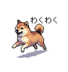 日常 ドット絵 柴犬 40種 しばけん（個別スタンプ：34）