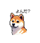 日常 ドット絵 柴犬 40種 しばけん（個別スタンプ：36）