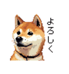 日常 ドット絵 柴犬 40種 しばけん（個別スタンプ：37）