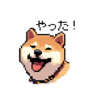 日常 ドット絵 柴犬 40種 しばけん（個別スタンプ：38）