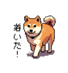 日常 ドット絵 柴犬 40種 しばけん（個別スタンプ：39）