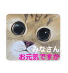 おおさかねこちゃん12（個別スタンプ：4）