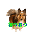 わろてるイッヌ（個別スタンプ：1）