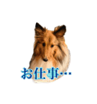わろてるイッヌ（個別スタンプ：3）