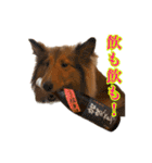 わろてるイッヌ（個別スタンプ：5）
